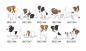 Preview: Impfpasshülle Hund Jack Russell Terrier